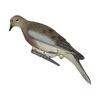 MOURNING DOVE DECOY 644