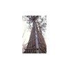 SWIFT TREE DTS 17 CLIMBING POLE 82050