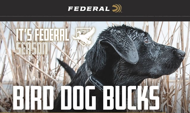 Its Federal Season Bird Dog Bucks