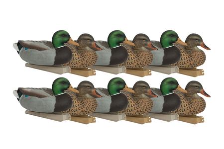 BANDED Essential Series Standard Mallard 12-Pack