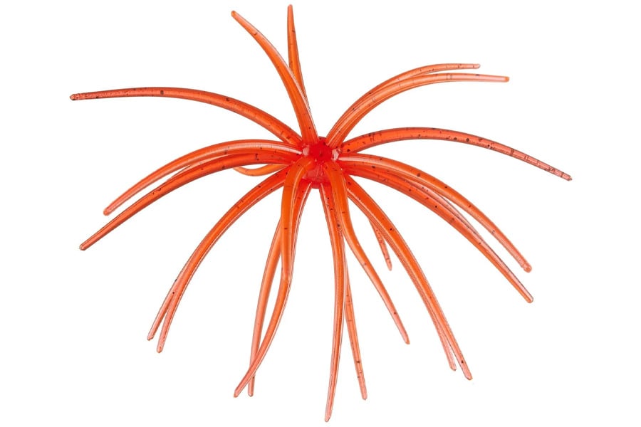 Hags Prickly Pear Jr