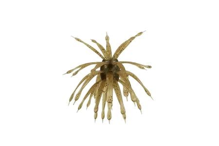 ABSTRACT URCHIN BAIT 18MM