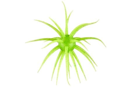 Hideup Coike Fullcast 23mm Floating Elastomer Creature Bait