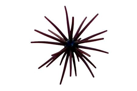 CABEC URCHIN