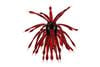 Color: BLOODAPPLE