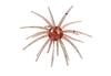 Color: MAYFLY