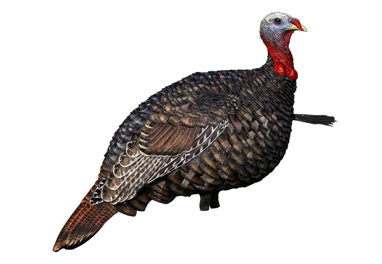 Avian X Quarter-Strut Jake Turkey Decoy