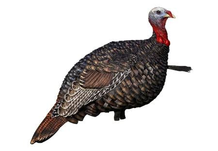 AVIAN AVXAVX8003   LCD QUARTER-STRUT JAKE   DECOY