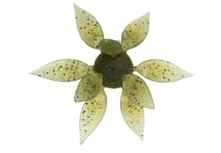 COIKE FISH GILL URCHIN