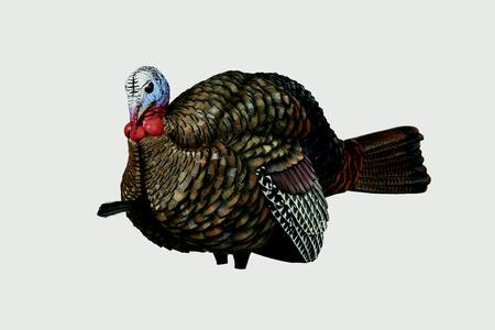 AVIAN X LCD Jake Half Strut Decoy