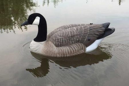 SWIMMER DOA CANADA GOOSE
