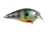 Color: NEONBLUEGILL.651