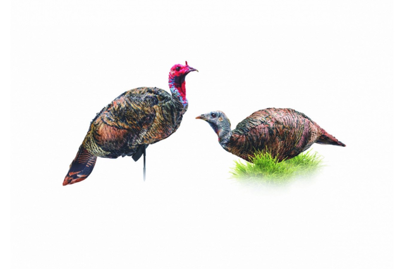 Montana Decoy Purrfect Pair XD 3D Turkey Combo