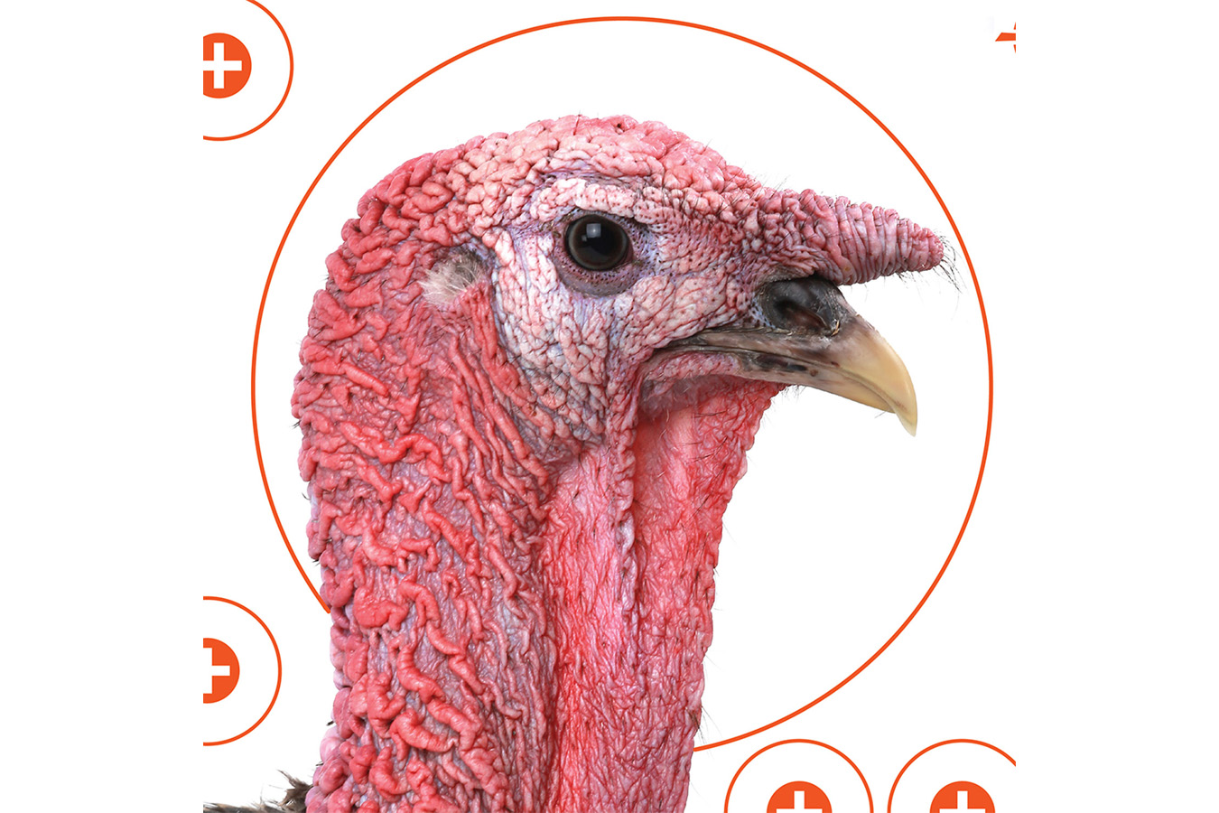 ALLEN COMPANY EZ-Aim Four Color Turkey Hanging Paper Target, For Use With Shotguns, 12