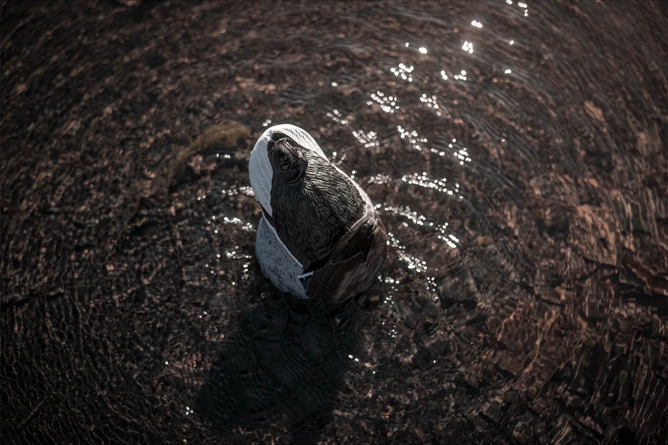 HIGDON The Ringer Motion Decoy