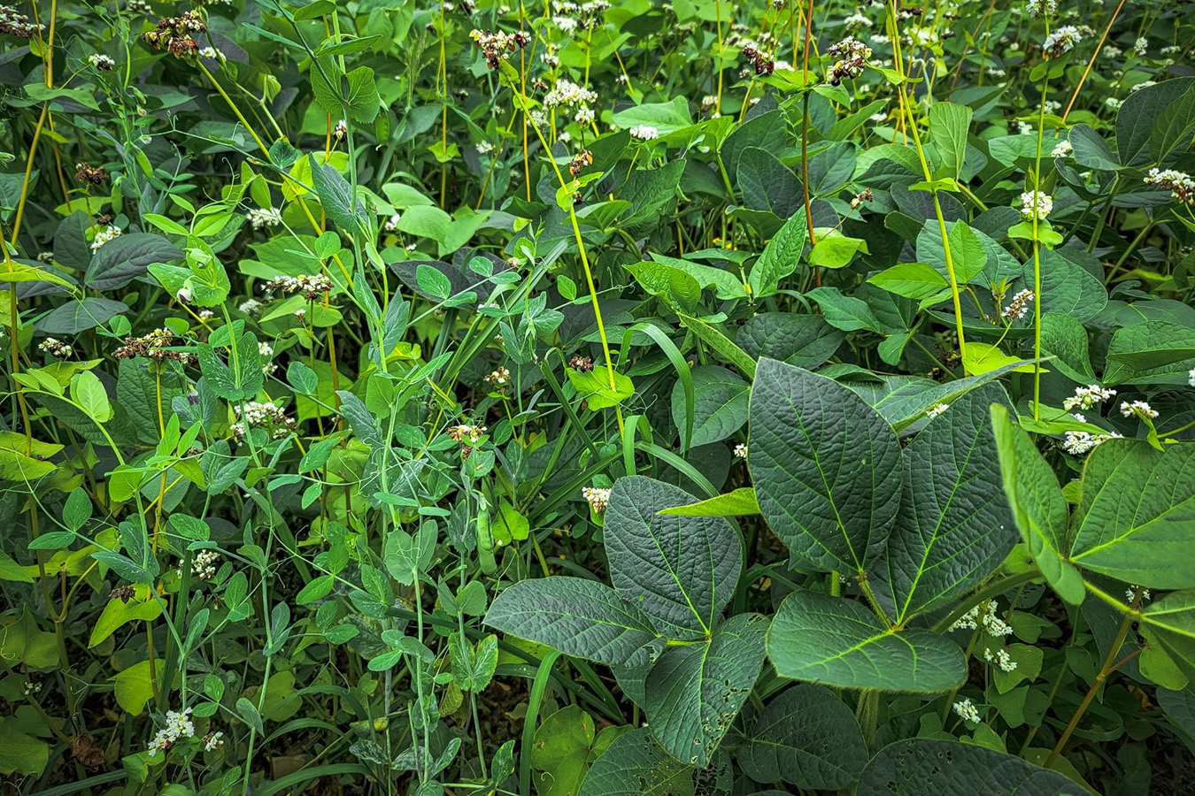 Domain Outdoors Mother Load Food Plot Seed 1/2 Acre