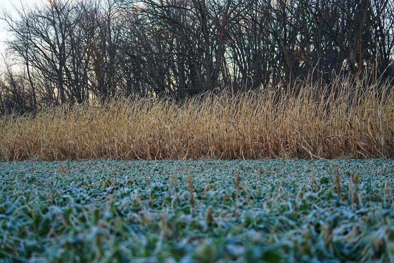 DOMAIN OUTDOORS Incognito Food Plot Seed - 1/4 Acre