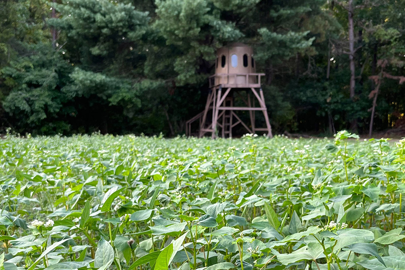 Domain Outdoors Mother Load Food Plot Seed 1/2 Acre