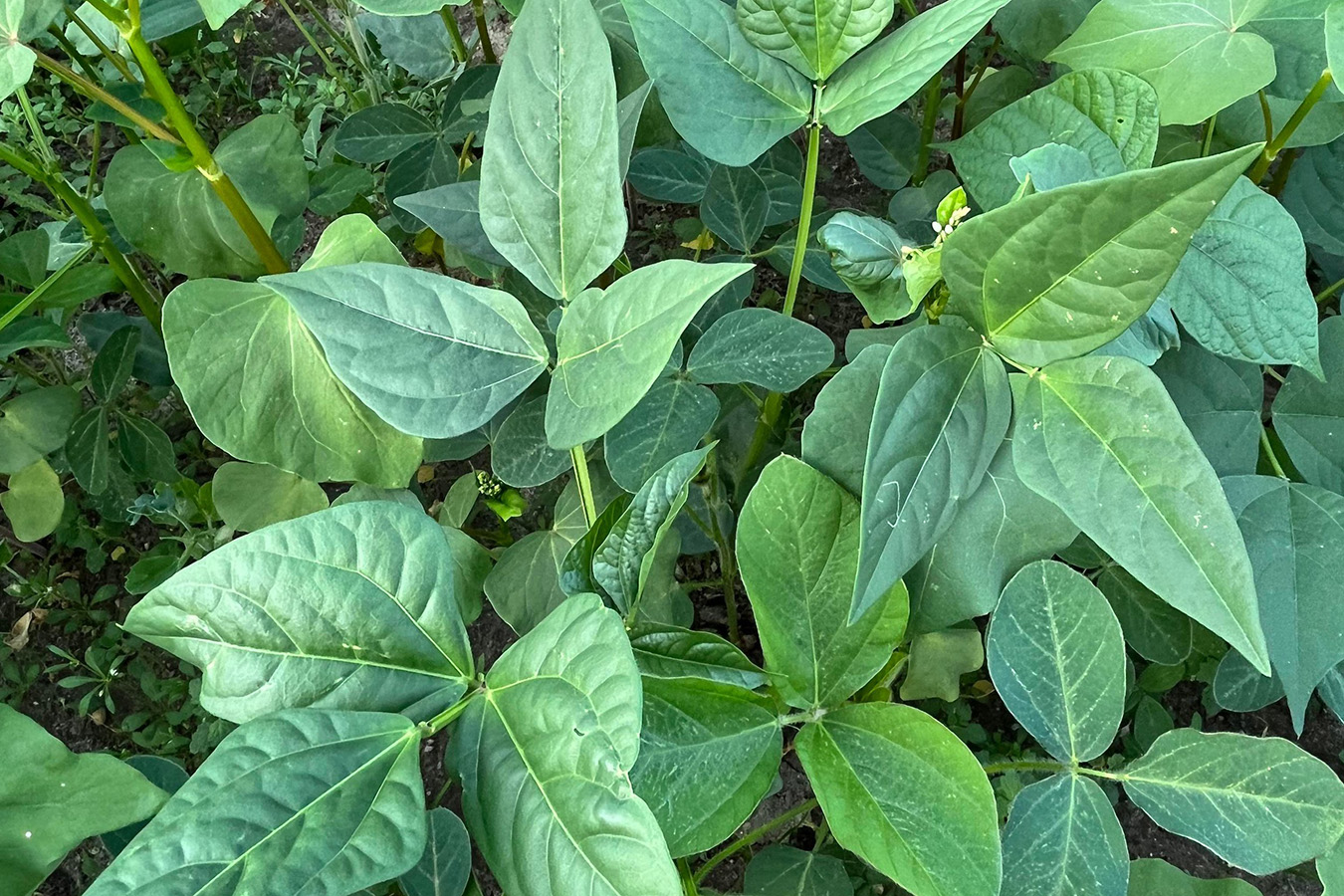 Domain Outdoors Mother Load Food Plot Seed 1/2 Acre