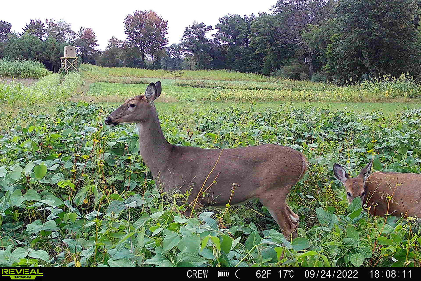Domain Outdoors Mother Load Food Plot Seed 1/2 Acre