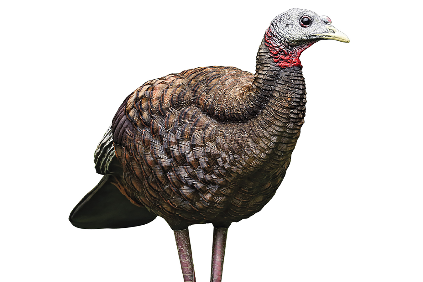 AVIAN X LCD Breeder Hen Turkey Species Multi Color Dura-Rubber
