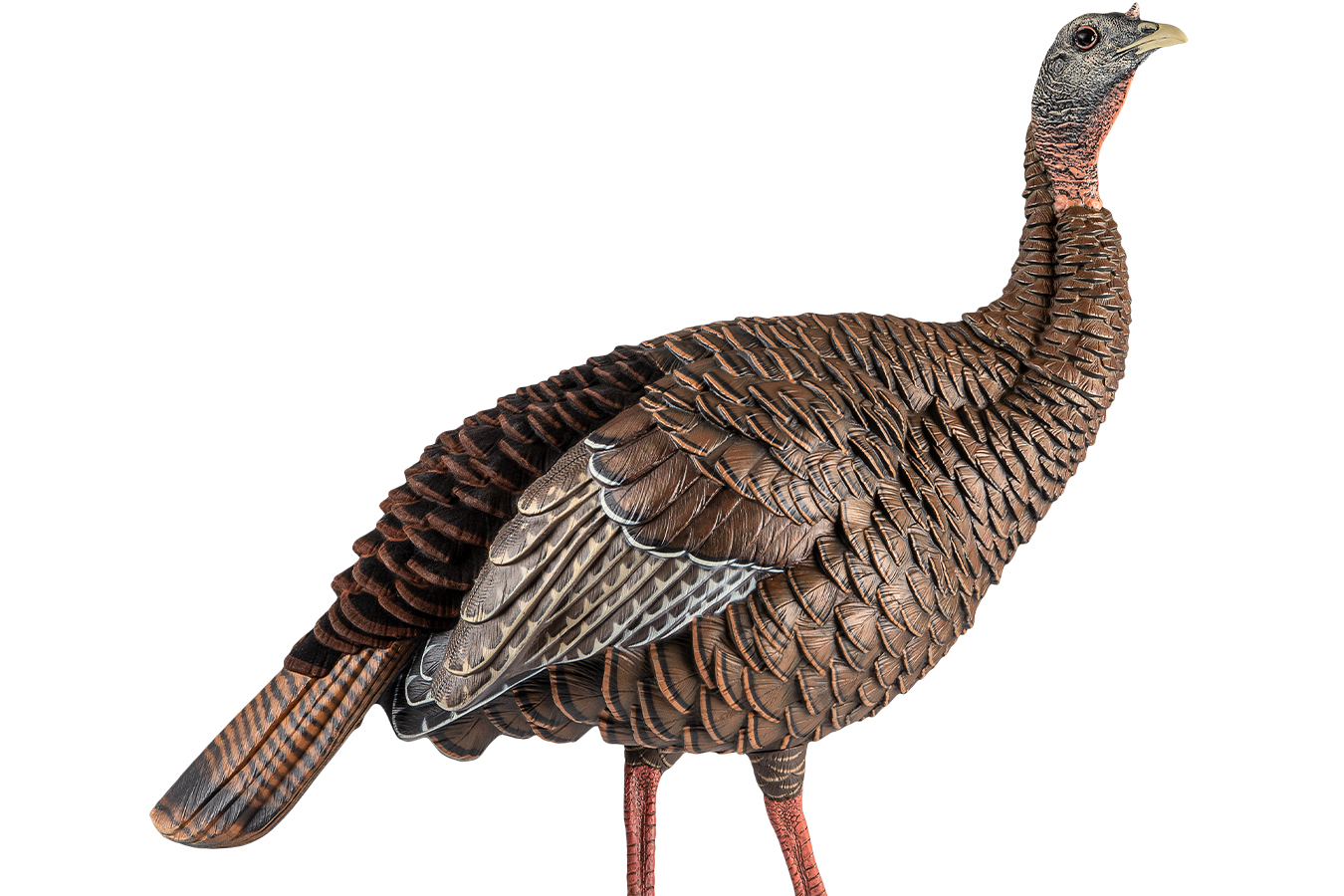 AVIAN X HDR Hen Turkey Species Multi Color